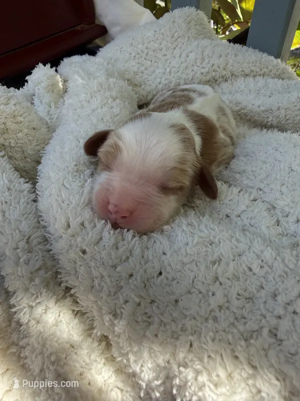 Cobby – Cavapoo, Cavalier King Charles Spaniel puppy for sale in Ephrata, PA