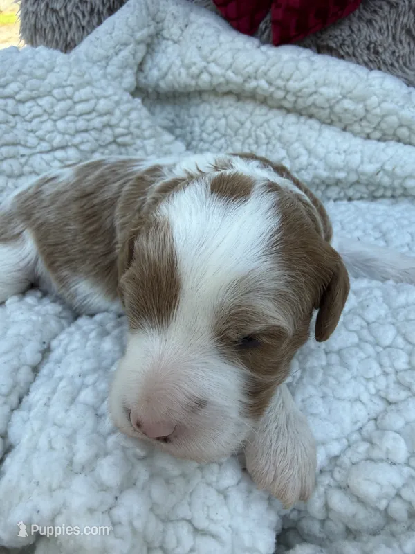 Max – Cavapoo, Cavalier King Charles Spaniel puppy for sale in Ephrata, PA