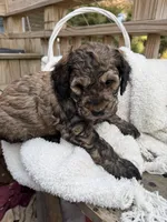 Brownie, a male Goldendoodle for sale in Ephrata, PA – Photo 5 of 10