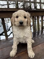  Leo, a male Goldendoodle for sale in Ephrata, PA – Photo 1 of 3
