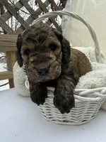 Brownie, a male Goldendoodle for sale in Ephrata, PA – Photo 3 of 10