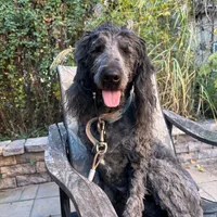  Leo, a male Goldendoodle for sale in Ephrata, PA – Photo 2 of 3