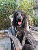 Brownie, a male Goldendoodle for sale in Ephrata, PA – Photo 10 of 10