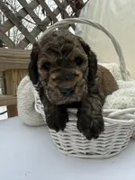 Brownie, a male Goldendoodle for sale in Ephrata, PA – Photo 1 of 10