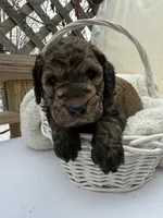 Brownie, a male Goldendoodle for sale in Ephrata, PA – Photo 2 of 10