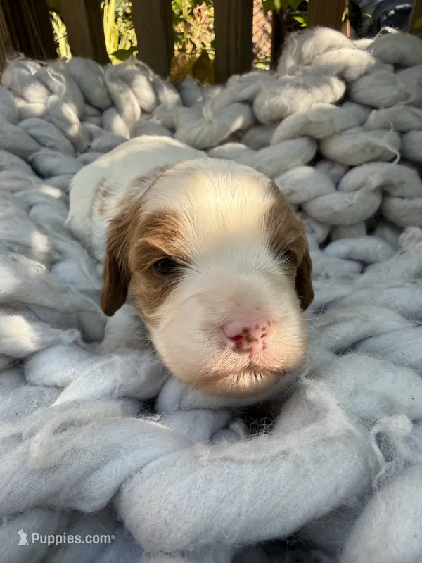 Cobby – Cavapoo, Cavalier King Charles Spaniel puppy for sale in Ephrata, PA