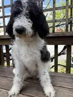 Sarah, a female Saint Berdoodle for sale in Ephrata, PA – 2 of 8