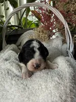 processed/805931c8-52fc-4caa-9b7e-8b874e6f56fd/listing/2a737f4b-30a5-45c8-9244-e9990adc707c/3a6435ea-5dc0-411d-91a3-25025af1b6a7