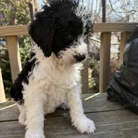 Sarah, a female Saint Berdoodle for sale in Ephrata, PA – Photo 5 of 8