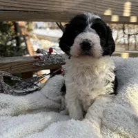 Sarah, a female Saint Berdoodle for sale in Ephrata, PA – Photo 4 of 8