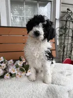 Sarah, a female Saint Berdoodle for sale in Ephrata, PA – Photo 1 of 8
