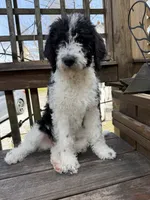 Sarah, a female Saint Berdoodle for sale in Ephrata, PA – 4 of 8