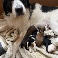 Sarah, a female Saint Berdoodle for sale in Ephrata, PA – Photo 8 of 8