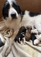 processed/805931c8-52fc-4caa-9b7e-8b874e6f56fd/listing/2a737f4b-30a5-45c8-9244-e9990adc707c/8ec4d4ad-c241-45c8-930f-1cf7bddb9b51