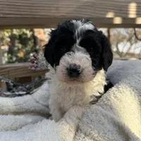 Sarah, a female Saint Berdoodle for sale in Ephrata, PA – Photo 6 of 8