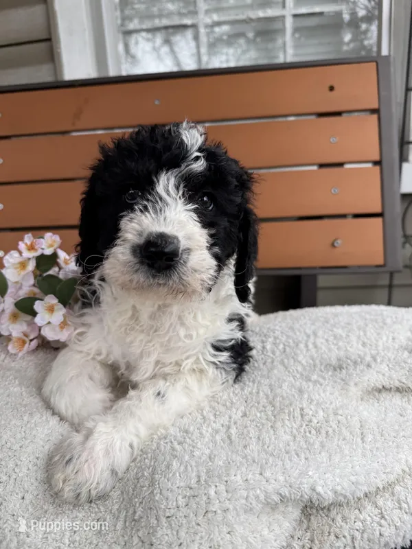 Sarah – Saint Berdoodle puppy for sale in Ephrata, PA