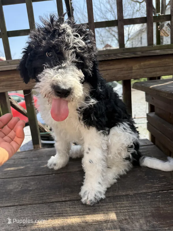 Sarah – Saint Berdoodle puppy for sale in Ephrata, PA