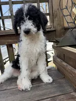 Sarah, a female Saint Berdoodle for sale in Ephrata, PA – 3 of 8
