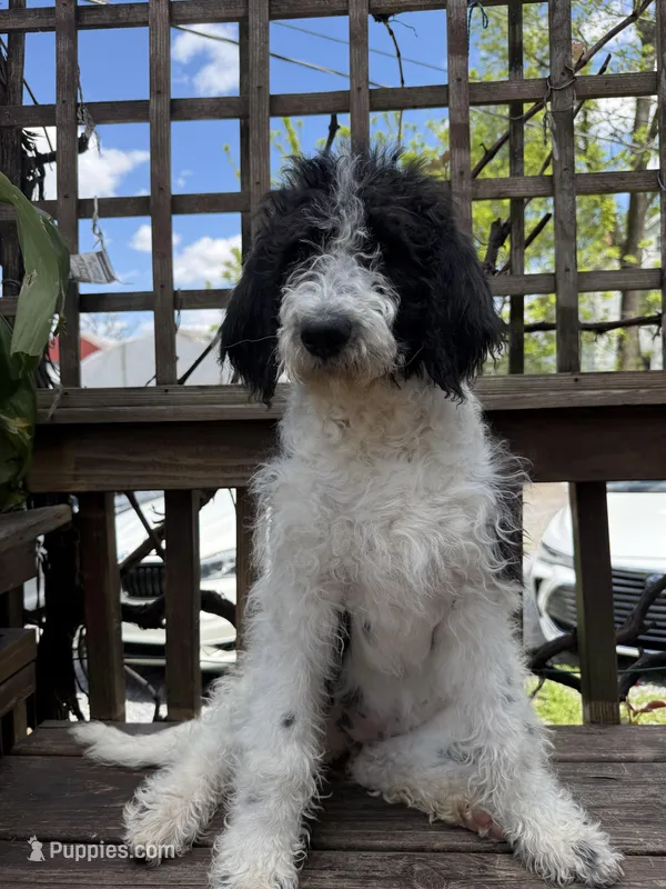 Sarah – Saint Berdoodle puppy for sale in Ephrata, PA