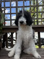 Sarah, a female Saint Berdoodle for sale in Ephrata, PA – 1 of 8