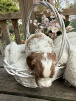 Lucy, a female Cavapoo for sale in Ephrata, PA – Photo 4 of 6