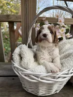 Lucy, a female Cavapoo for sale in Ephrata, PA – Photo 2 of 6