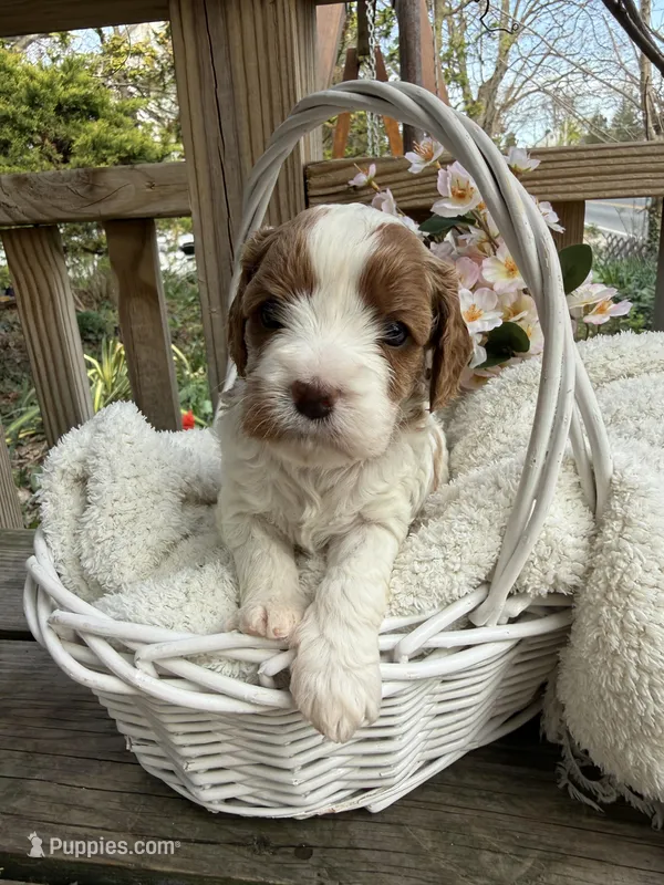 Lucy – Cavapoo puppy for sale in Ephrata, PA