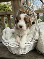 Lucy, a female Cavapoo for sale in Ephrata, PA – Photo 1 of 6