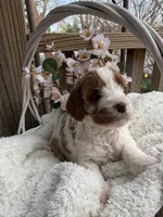 Lucy, a female Cavapoo for sale in Ephrata, PA – Photo 3 of 6