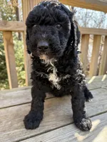 Charcoal, a male Portuguese Water Dog and Poodle - Standard  for sale in Ephrata, PA – Photo 2 of 7