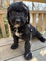 Charcoal, a male Portuguese Water Dog and Poodle - Standard  for sale in Ephrata, PA – Photo 1 of 7
