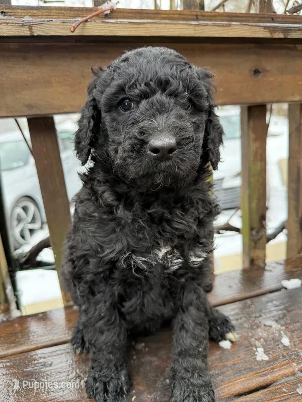 Oreo, a female Goldendoodle for sale in Ephrata, PA – Photo 1 of 8