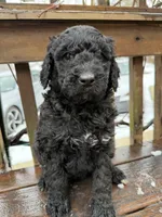 Oreo, a female Goldendoodle for sale in Ephrata, PA – Photo 1 of 8
