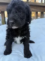 Charcoal, a male Portuguese Water Dog and Poodle - Standard  for sale in Ephrata, PA – Photo 5 of 7