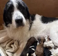 Charcoal, a male Portuguese Water Dog and Poodle - Standard  for sale in Ephrata, PA – Photo 7 of 7