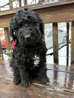 Oreo, a female Goldendoodle for sale in Ephrata, PA – Photo 5 of 8