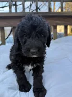 Charcoal, a male Portuguese Water Dog and Poodle - Standard  for sale in Ephrata, PA – Photo 4 of 7