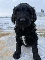 Oreo, a female Goldendoodle for sale in Ephrata, PA – Photo 6 of 8