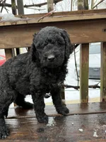 Oreo, a female Goldendoodle for sale in Ephrata, PA – Photo 3 of 8