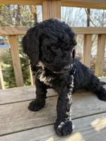 Charcoal, a male Portuguese Water Dog and Poodle - Standard  for sale in Ephrata, PA – Photo 3 of 7