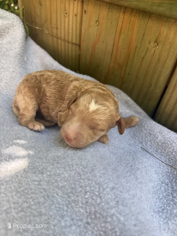 Sunny – Poodle - Miniature , Bichpoo puppy for sale in Ephrata, PA