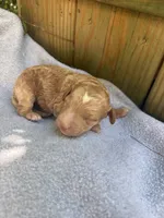 Sunny, a female Poodle - Miniature  and Bichpoo for sale in Ephrata, PA – 1 of 4