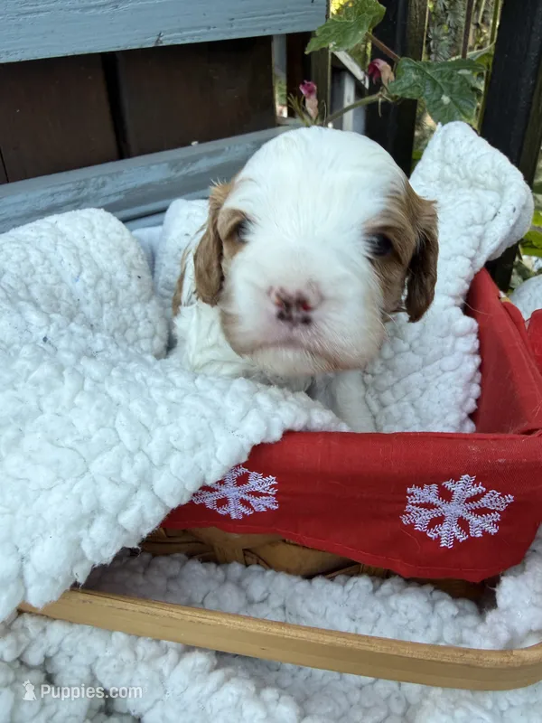 Abby – Cavapoo, Cavalier King Charles Spaniel puppy for sale in Ephrata, PA