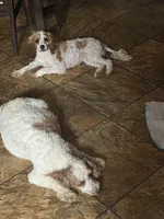 Hazel, a  Cavapoo and Cavalier King Charles Spaniel for sale in Ephrata, PA – 2 of 6