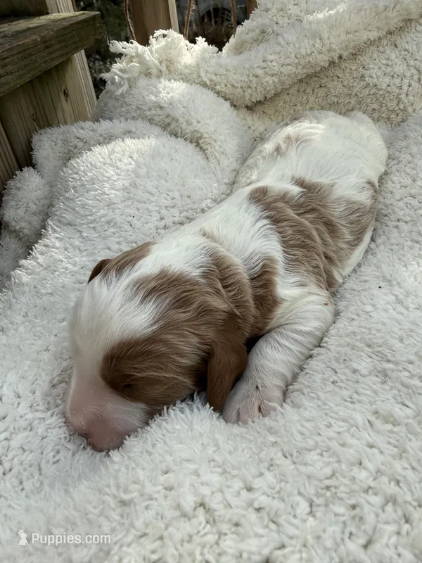 Leo – Cavapoo puppy for sale in Ephrata, PA