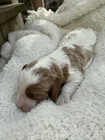 Leo, a male Cavapoo for sale in Ephrata, PA – Photo 3 of 5