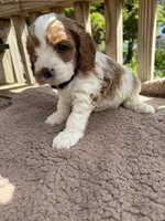 Leo, a male Cavapoo for sale in Ephrata, PA – 2 of 10
