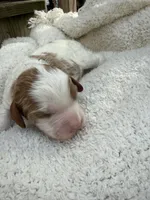 Leo, a male Cavapoo for sale in Ephrata, PA – Photo 2 of 5