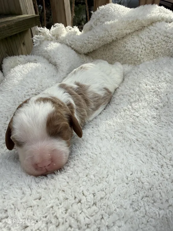 Leo – Cavapoo puppy for sale in Ephrata, PA
