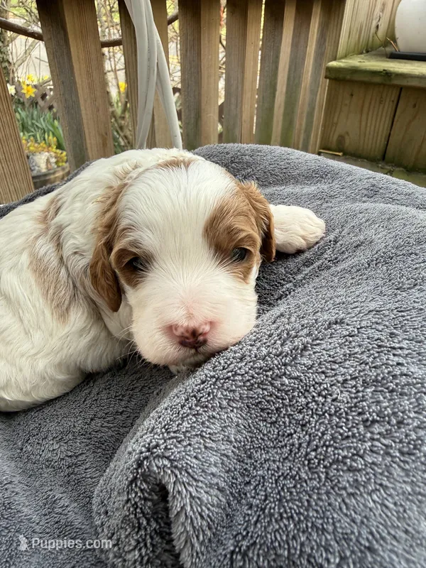 Leo – Cavapoo puppy for sale in Ephrata, PA